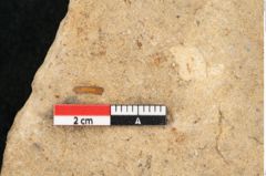 Foto (Detailansicht) von Daphnophyllum crassinervium Heer (NHMW-GEO-2024-0188-10595)